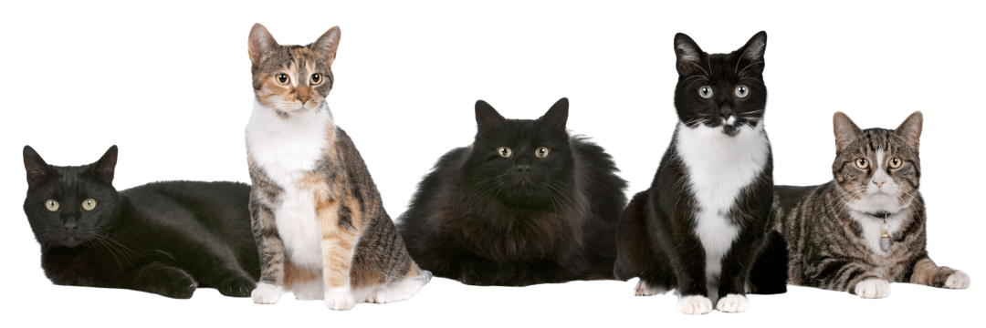 Team Cats